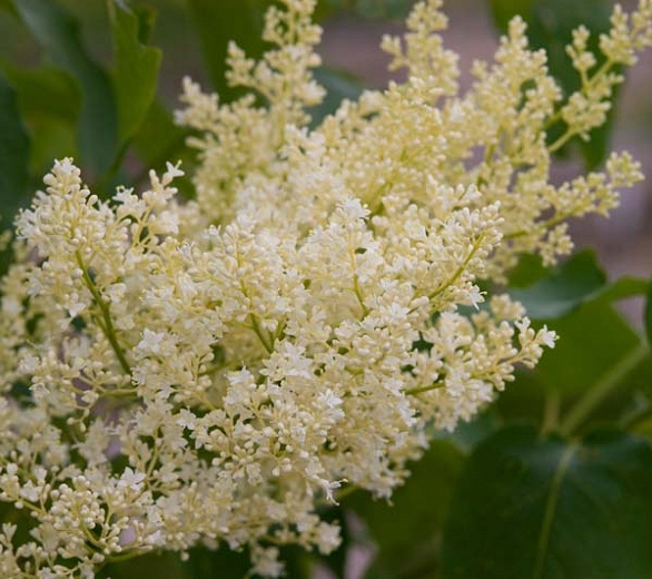 Syringa reticulata  "Japānas ceriņš"